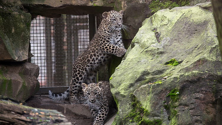 Leoparden-Junge im Kölner Zoo