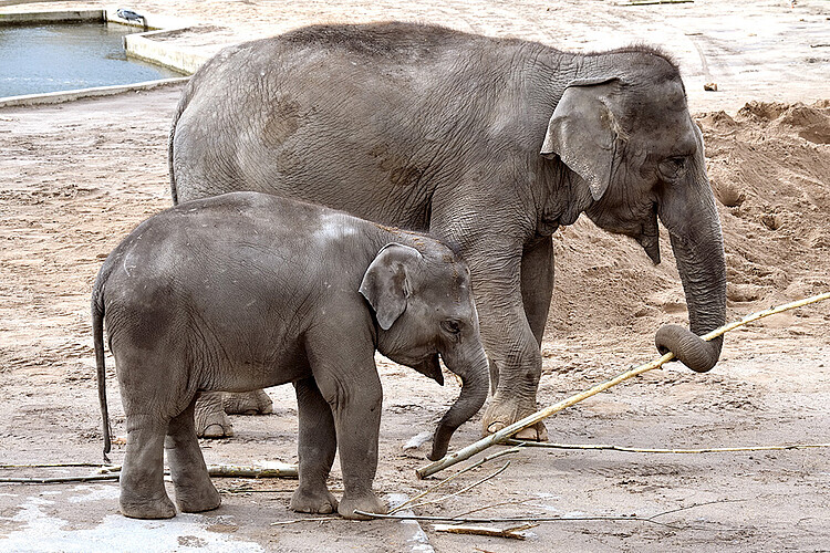 Elefanten im Kölner Zoo
