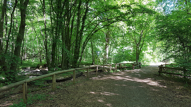 Unterwegs im Königsforst