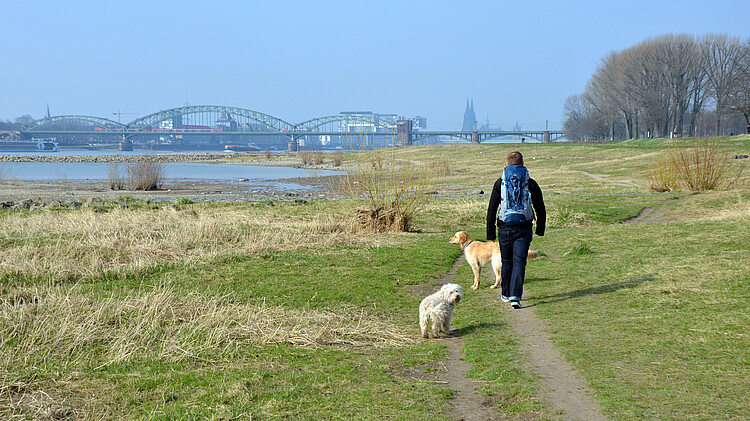 Poller Wiesen am Rhein mit Domblick
