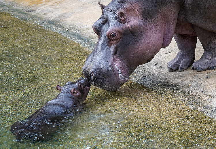Flusspferde im Kölner Zoo