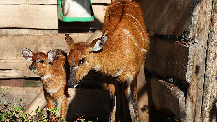 Antilopenweibchen mit Kind 