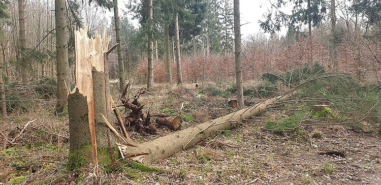 Borkenkäferbefall im Königsforst