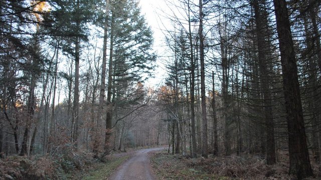 Königsforst 