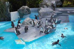 Zoo in Köln