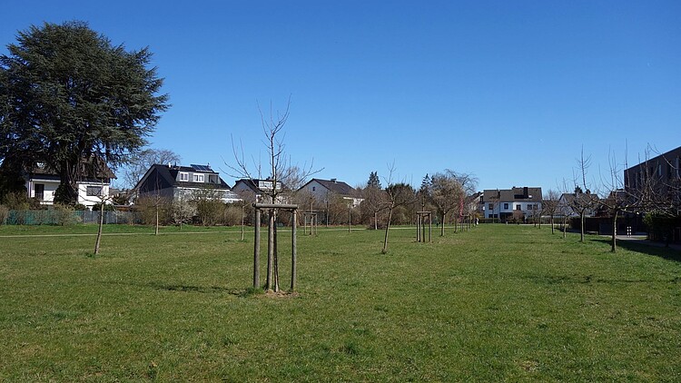 Streuobstwiese in Ostheim