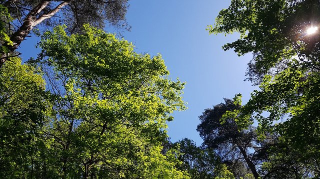 Sommerbäume im Königsforst