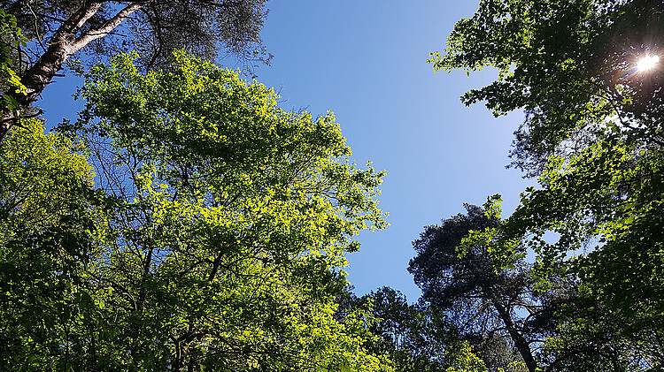 Sommerbäume im Königsforst