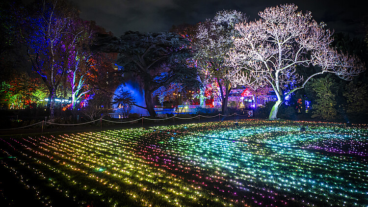 Lichtermeer und beleuchtete Bäume