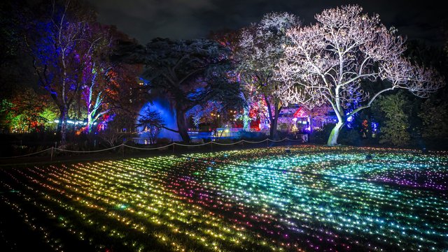Lichtermeer und beleuchtete Bäume