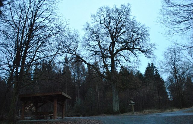 Kaisereiche im Königsforst