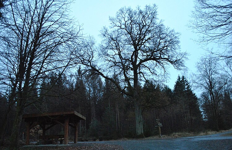 Kaisereiche im Königsforst