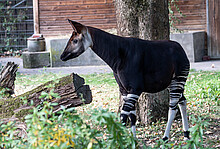 Okapi-Bulle „Qenco“ im Kölner Zoo