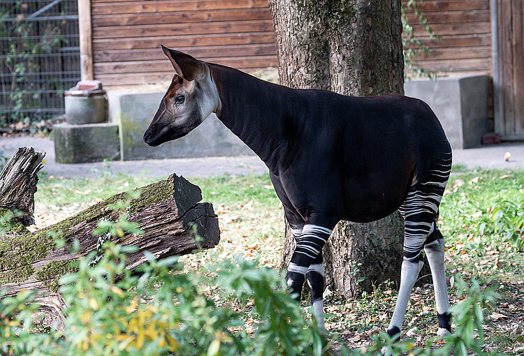 Okapi-Bulle „Qenco“ im Kölner Zoo