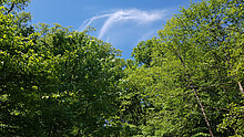 Blick in den Himmel im Königsforst