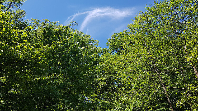 Blick in den Himmel im Königsforst