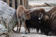 Bison-Bulle im Kölner Zoo geboren