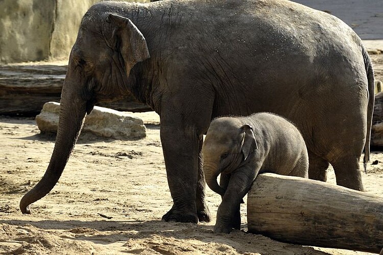 Die zwei Kölner Elefanten leben jetzt in einem belgischen Zoo