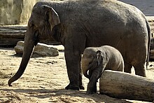 Die zwei Kölner Elefanten leben jetzt in einem belgischen Zoo