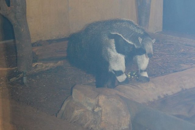 Dolores Die Ameisenbär-Dame Dolores ist neu im Kölner Zoo