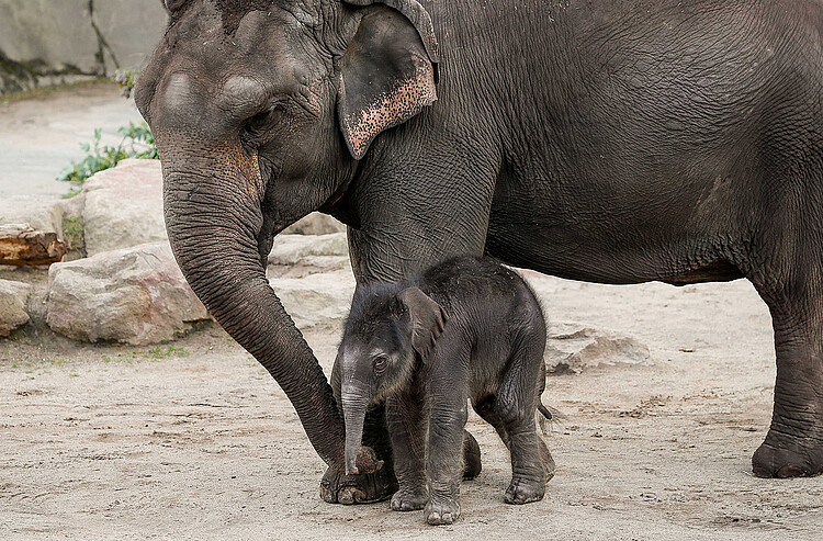 Babyelefant im Kölner Zoo