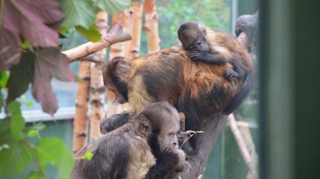 Gelbbrustkapuziner-Affen im Kölner Zoo
