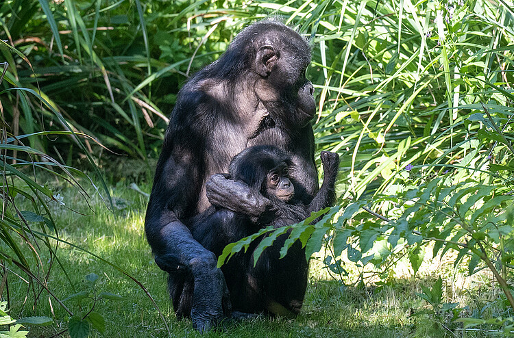 Bonobos im Kölner Zoo