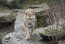 Tiger im Kölner Zoo